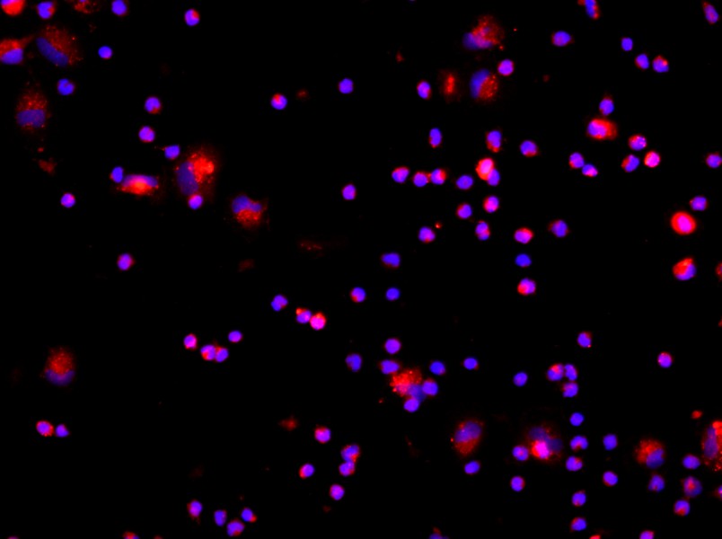 Rat Kupffer Cell Complete Medium - 3