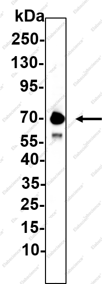 Recombinant PRMT5 Monoclonal Antibody - 1