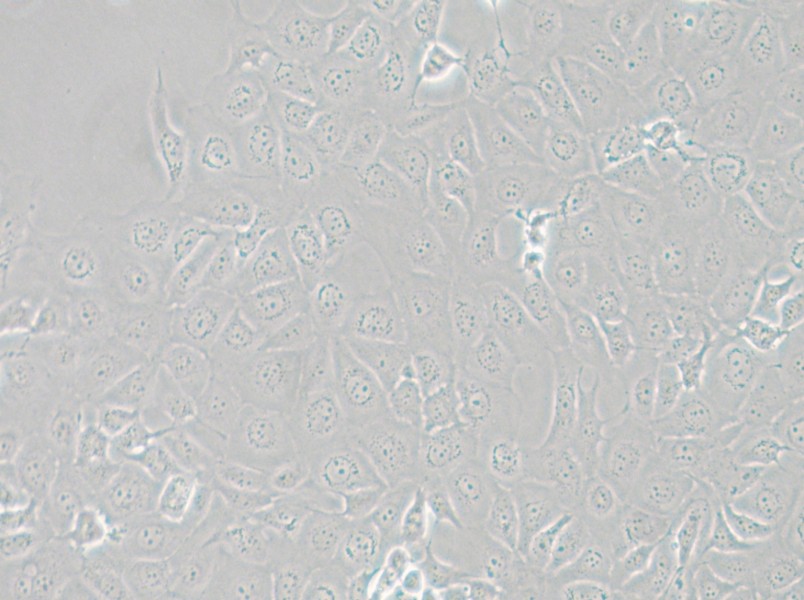 HCE-T Cell Complete Medium - 5
