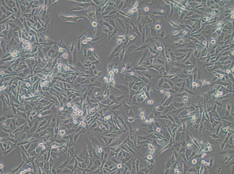 SW1573 (L15) Cell Complete MediumSW1573 (L15) Cell Complete Medium - 3