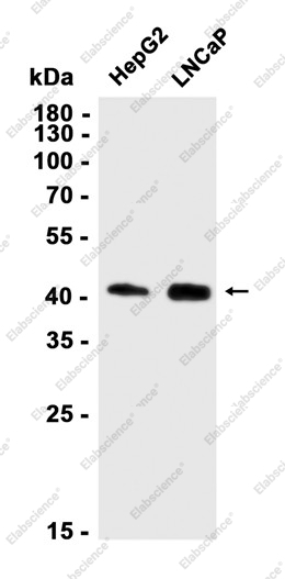 Recombinant DAG1 Monoclonal Antibody - 1