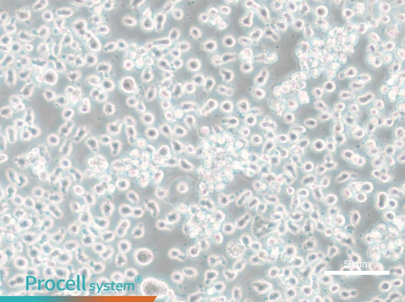 Mono-Mac-6 Cell Complete Medium - small - 5