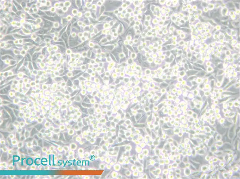 A-204 [A204] Cell Complete Medium - 5