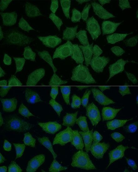 Immunofluorescence analysis of L929 cells using IDH1 Polyclonal Antibody at dilution of  1:100 (40x lens). Blue: DAPI for nuclear staining.