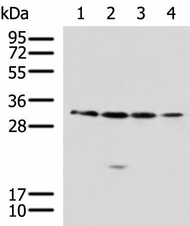 Western blot analysis of 293T A549 Jurkat 231 cell lysates  using RCHY1 Polyclonal Antibody at dilution of 1:650