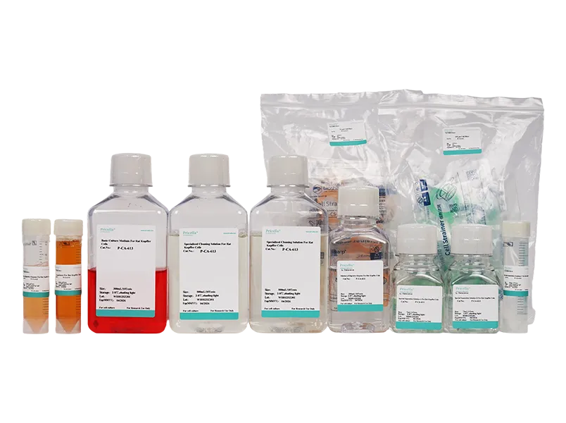 Rat Kupffer Cells Isolation and Culture Kit - small - 3