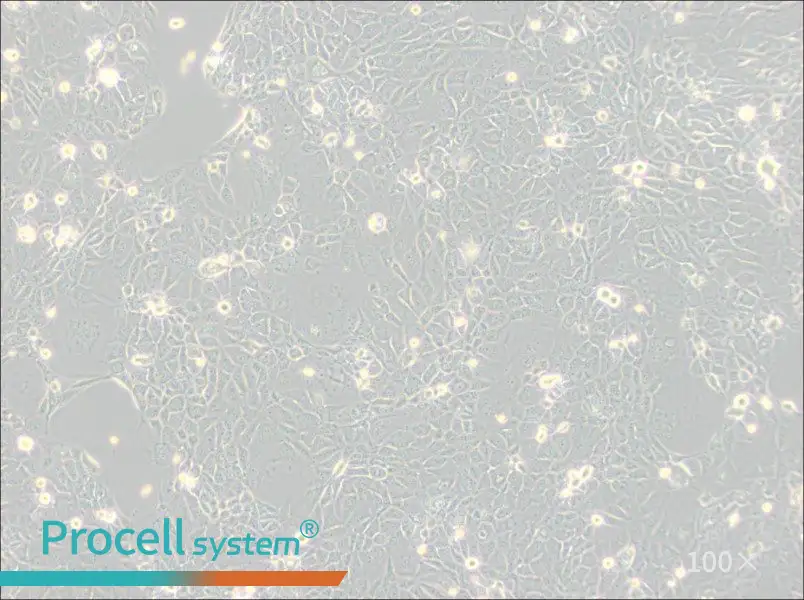 Panc 10.05 Cell Complete Medium - 1