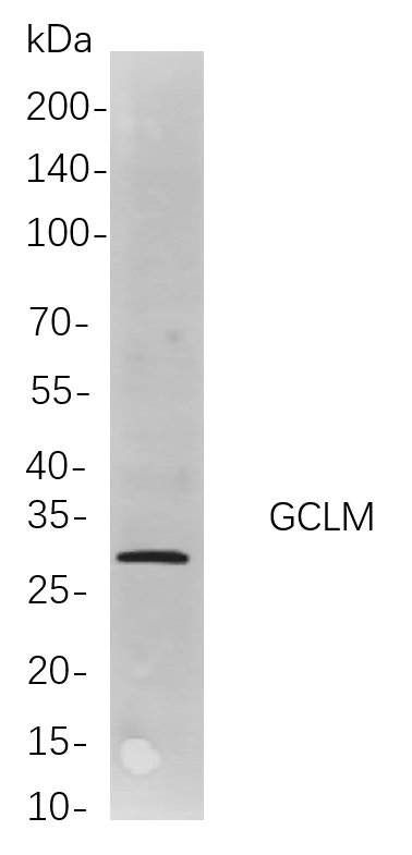 Recombinant GCLM Monoclonal Antibody-searchlist-1