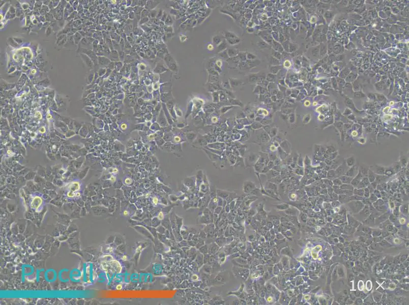 HPAC Cell Complete Medium - 3