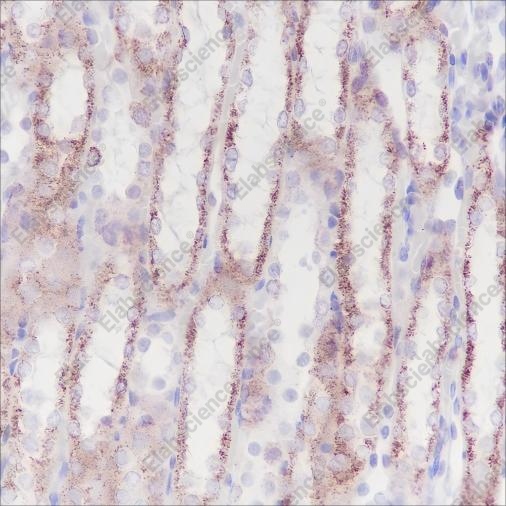 Recombinant GOT1 Monoclonal Antibody - 3