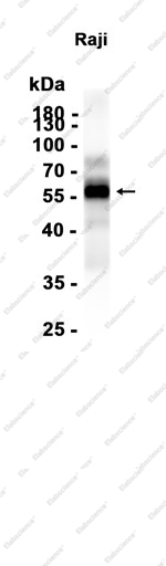 Recombinant Oct-2 Monoclonal Antibody - 1