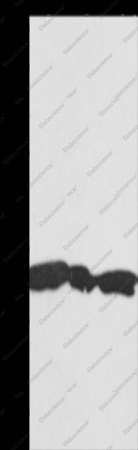 YWHAG Polyclonal Antibody - 1