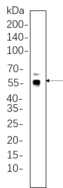 Recombinant ERG Monoclonal Antibody-searchlist-1