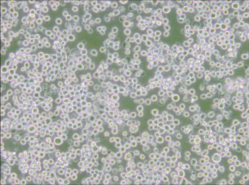 35.1 Cell Complete Medium - small - 6