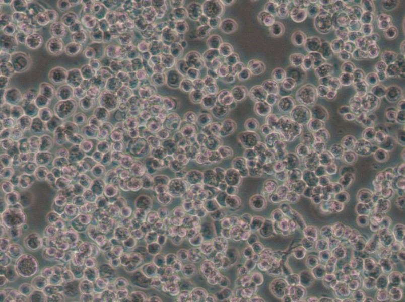 Sf21 Cell Complete Medium - 5