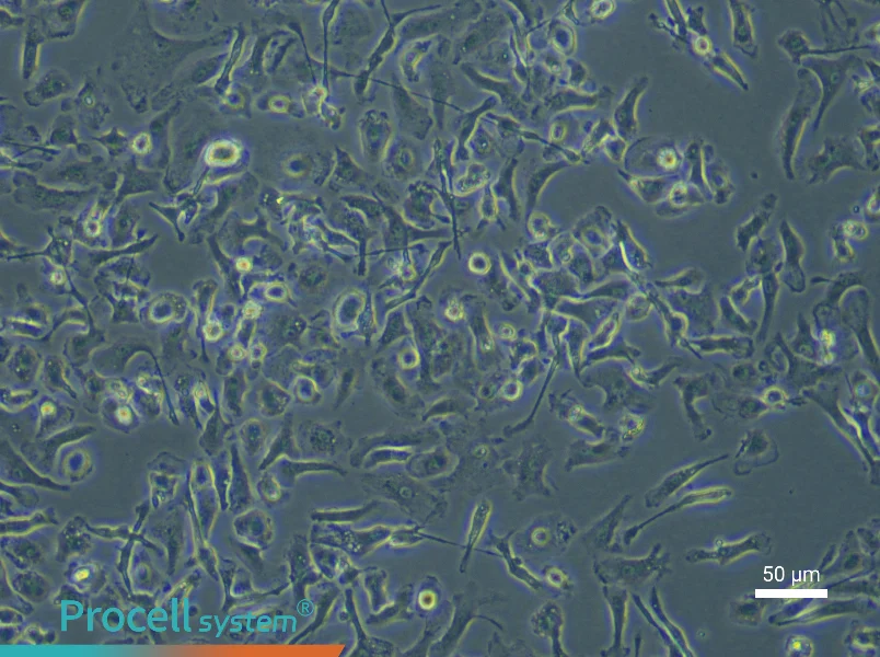 Mouse Renal Macrophage Complete Medium - 4