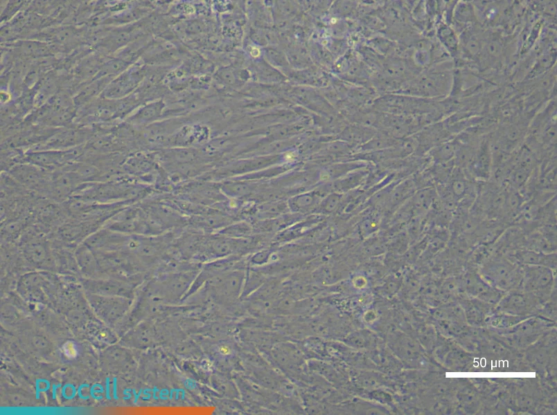 Rat Follicle Membrane Cell Complete Medium - small - 4