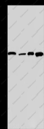 Catenin gamma Polyclonal Antibody - 1