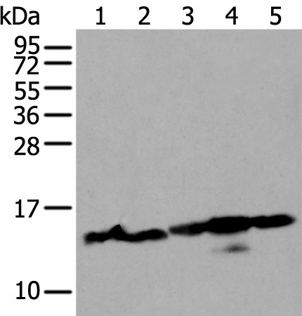 Western blot analysis of 293T and Hela cell lysates  using HIST1H3A Polyclonal Antibody at dilution of 1:300