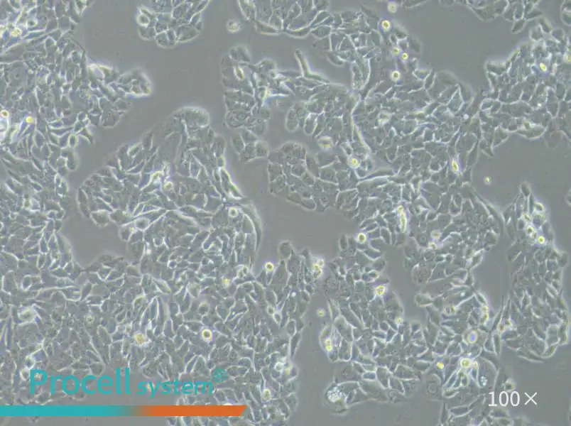 NCI-H358 Cell Complete Medium - 3