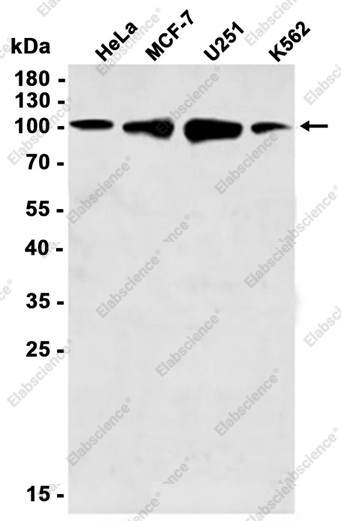 Recombinant KIF5B Monoclonal Antibody - 2