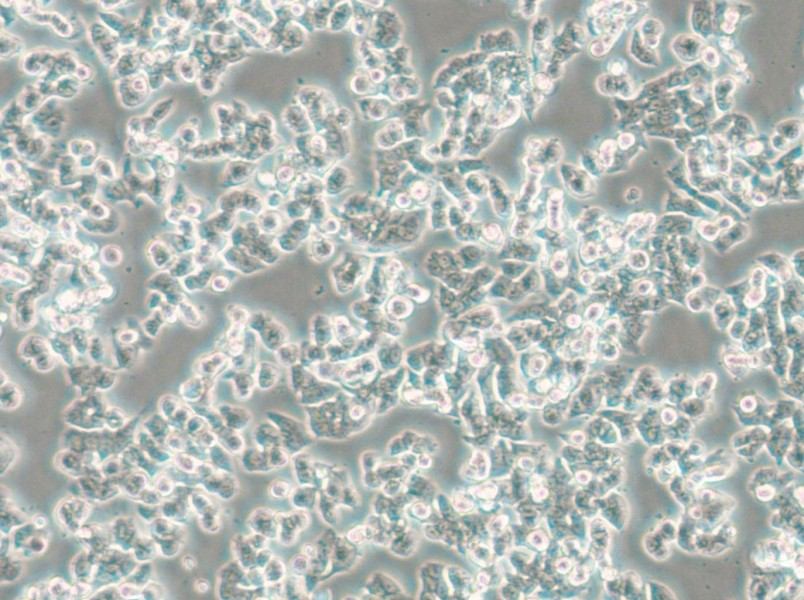 SW48 (L15) Cell Complete Medium - 6