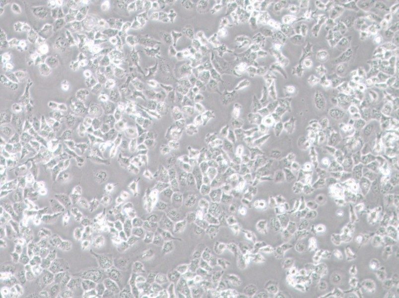 NCI-H23 Cell Complete Medium - 1
