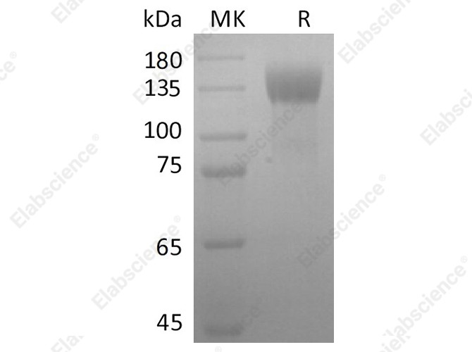 Recombinant SARS-CoV-2 S1 Protein (mFc Tag) - 1