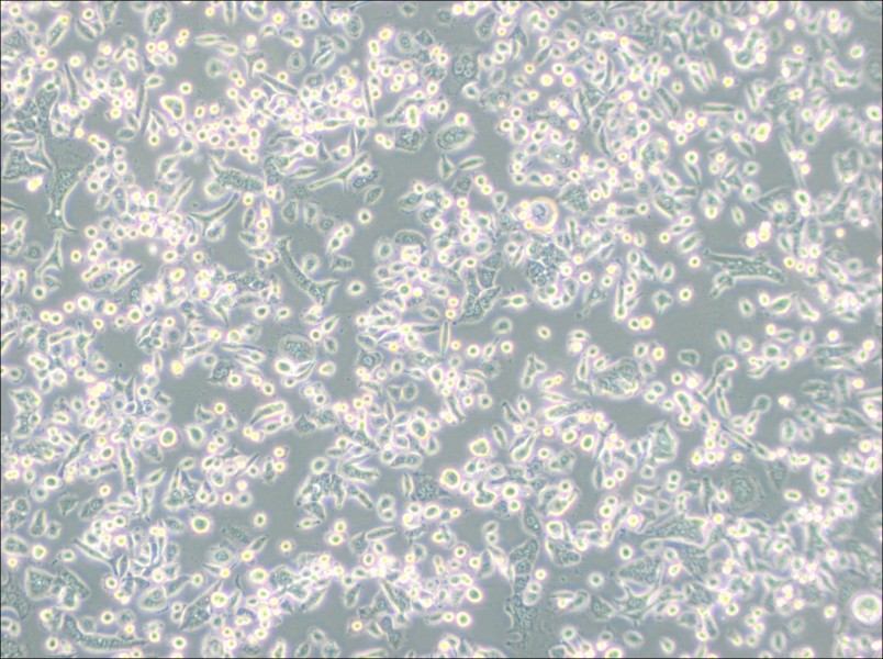 AsPC-1 Cell Complete MediumAsPC-1 Cell Complete Medium - 3