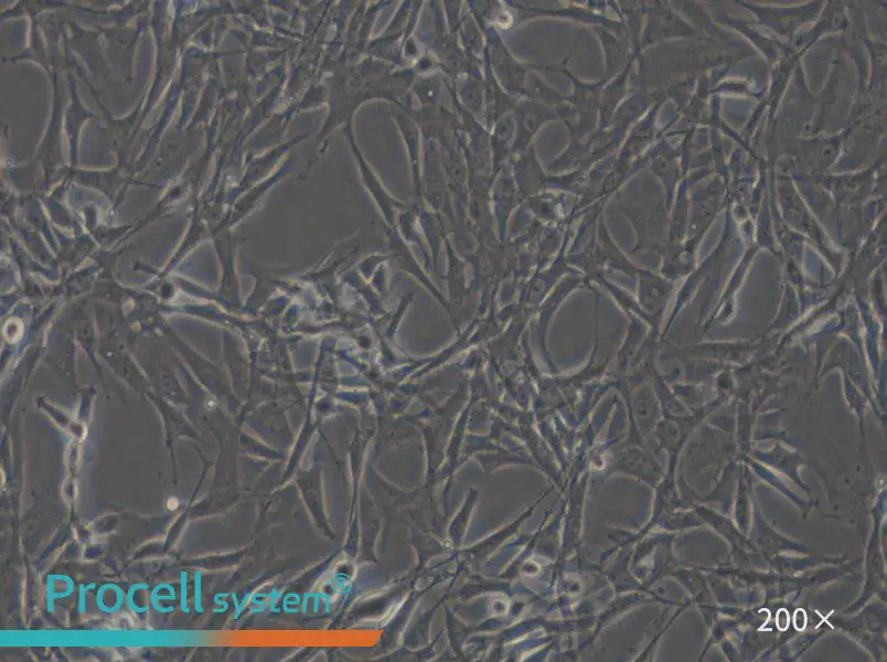 HBZY-1 Cell Complete Medium - 4