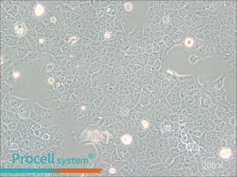 AML12 Cell Complete Medium - small - 5