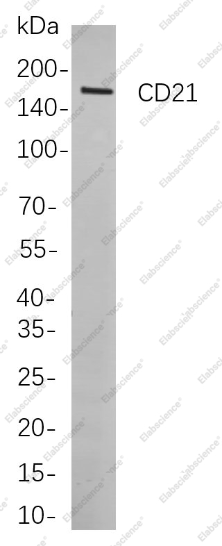 Recombinant CD21 Monoclonal Antibody - 1