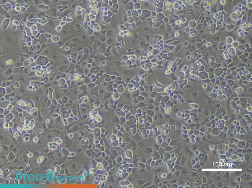 Mouse Endplate Chondrocyte Complete Medium - 3