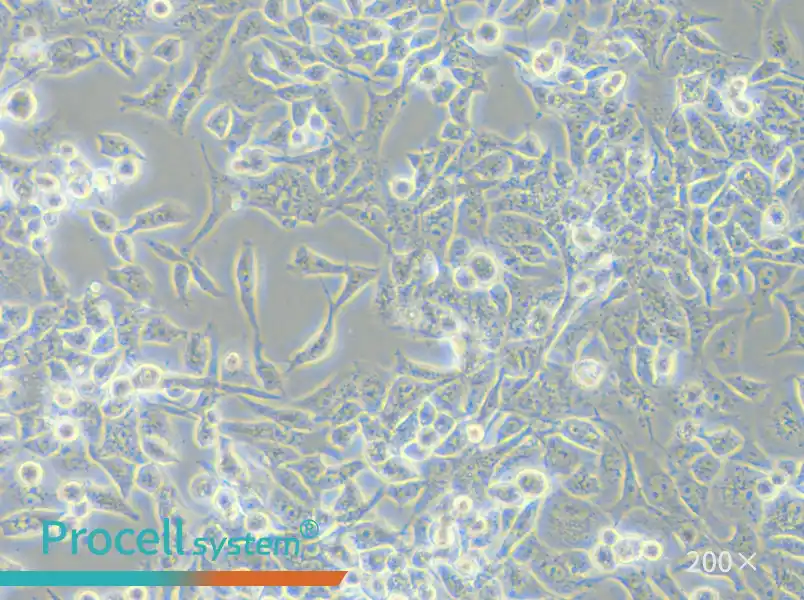 RD Cell Complete Medium - small - 6