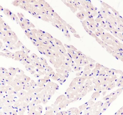 Recombinant alpha Actinin 2 Monoclonal Antibody - small - 5