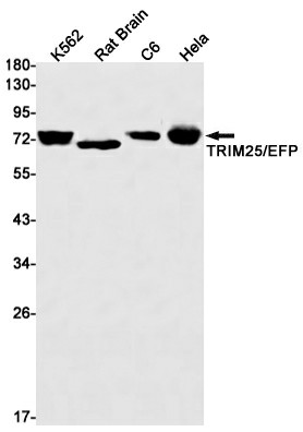 Western blot detection of TRIM25/EFP in K562,Rat Brain,C6,Hela cell lysates using TRIM25/EFP Rabbit mAb(1:1000 diluted).Predicted band size:71kDa.Observed band size:71kDa.