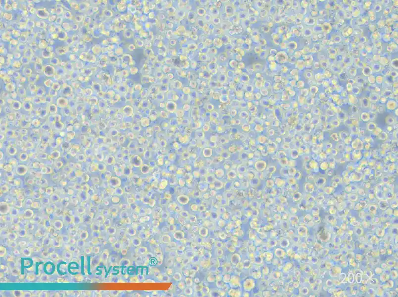 S-180 Cell Complete Medium - small - 5