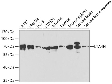 Western blot analysis of extracts of various cell lines using LTA4H Polyclonal Antibody at 1:1000 dilution.