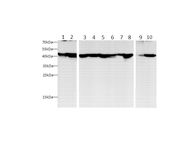 Western blot with anti-beta Actin Polyclonal antibody at dilution of 1:1000.lane 1:HT-29 whole cell lysate, lane 2:Jurkat whole cell lysate, lane 3:Mouse spleen, lane 4:Rat spleen, lane 5:Mouse lung, lane 6:Rat lung, lane 7:RAW264.7 whole cell lysate, lane 8:C6 whole cell lysate, lane 9:Zebrafish, lane 10:Vero