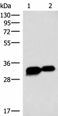 Western blot analysis of HepG2 cell Mouse heart tissue lysates  using HCCS Polyclonal Antibody at dilution of 1:4000