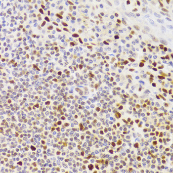 Immunohistochemistry of paraffin-embedded Human tonsil using NASP Polyclonal Antibody at dilution of 1:100 (40x lens).