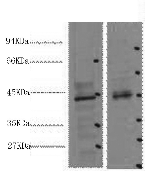 Western Blot analysis of 1) 293T, 2) Mouse heart using CDX2 Monoclonal Antibody at dilution of 1:2000.