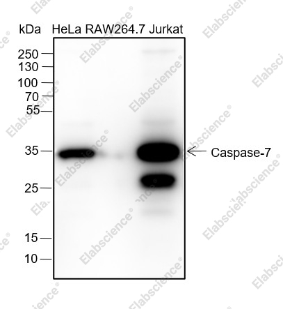 Recombinant Caspase-7 Monoclonal Antibody - 1