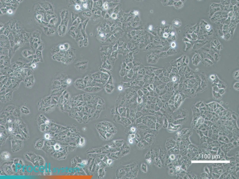 OVCAR-8 Cell Complete Medium - 3