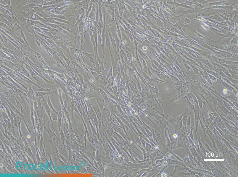 Human Embryonic Lung Fibroblast Complete Medium - 2
