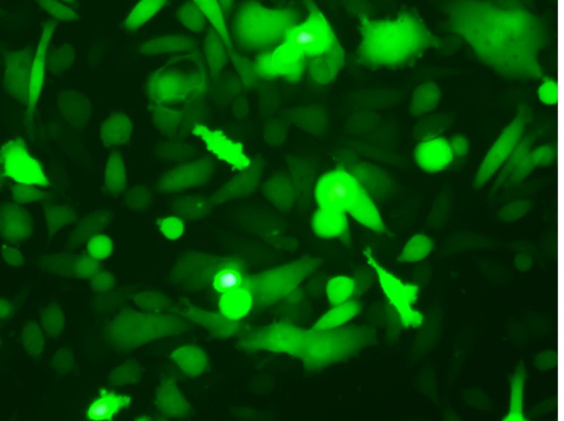 PC-3-LUC-EGFP Cell Complete MediumPC-3-LUC-EGFP Cell Complete Medium - 3