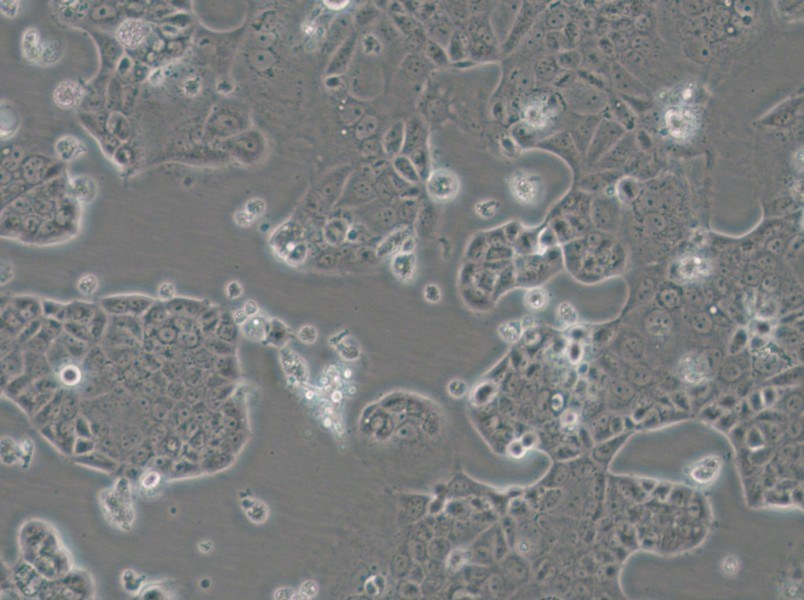 EFM-19 Cell Complete Medium - small - 5