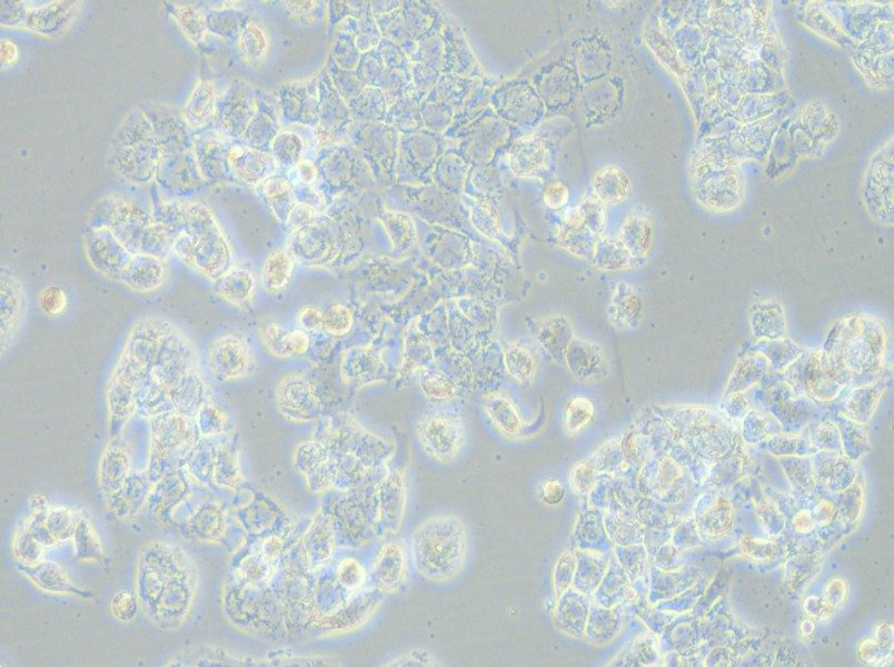 HCC1569 Cell Complete Medium - 6