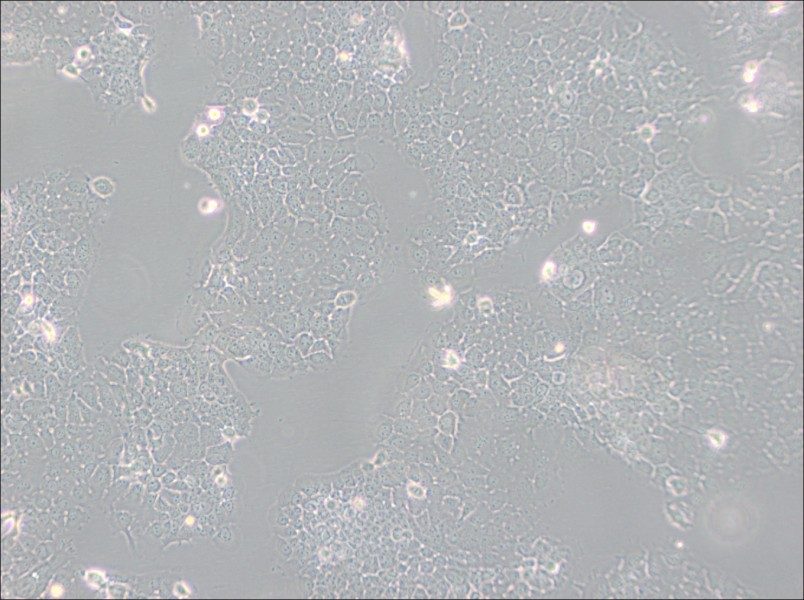 FaDu Cell Complete MediumFaDu Cell Complete Medium - 2