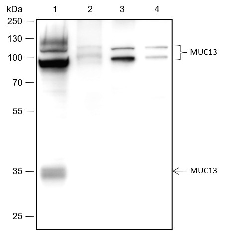 Recombinant MUC13 Monoclonal Antibody-searchlist-1